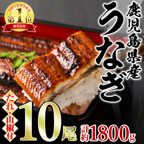 【67038】東串良町のうなぎ蒲焼(無頭)(10尾・計約1,800g・タレ、山椒付)うなぎ 高級 ウナギ 鰻 国産 蒲焼 蒲焼き たれ 鹿児島 ふるさと 人気【アクアおおすみ】