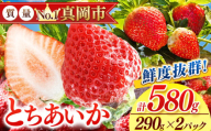 鮮度抜群 とちあいか 1箱 (290g×2) 580g | 6000円 選べる 容量 1箱 日本一 産地 大粒 冬 味覚 いちご 苺 イチゴ ストロベリー 大きい ハート 美味しい 果汁 ジューシー 甘い あまい 甘味 たっぷり 大容量 | 人気 レビュー 栃木県 真岡市 送料無料
