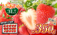 [先行予約]4月発送 とちあいか3L以上ホール詰め 350g |6000円 以下