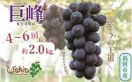【2026年8月以降順次発送】福岡市産巨峰2000g   5房前後【北海道・沖縄・離島発送不可】
