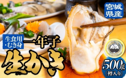 宮城県産 生食用 牡蠣  一年子 生カキ むき身 500g 生カキ かき カキ 剥き身 生牡蠣 生かき プリプリ 濃厚 貝 魚介 海鮮 新鮮 生食 4-5人前 カキフライ 牡蠣鍋 炊き込みご飯 宮城 石巻 宮城県 石巻市 2361114 - 宮城県石巻市