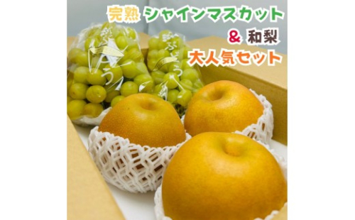 ［先行予約・2026年発送］朝採れ完熟シャインマスカットと和梨 大人気セット 約2kg 2361521 - 和歌山県有田川町