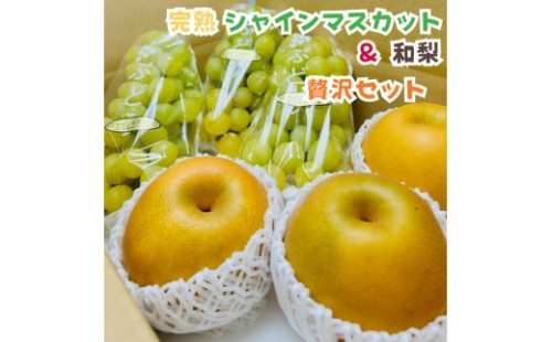 ［先行予約・2026年発送］朝採れ完熟シャインマスカットと和梨 贅沢セット 約3kg 2361522 - 和歌山県有田川町