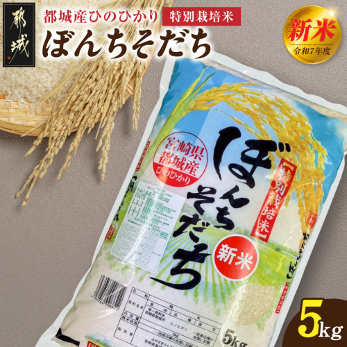 都城産ひのひかり特別栽培米「ぼんちそだち」5kg(5kg×1袋)_16-N501 2361523 - 宮崎県都城市