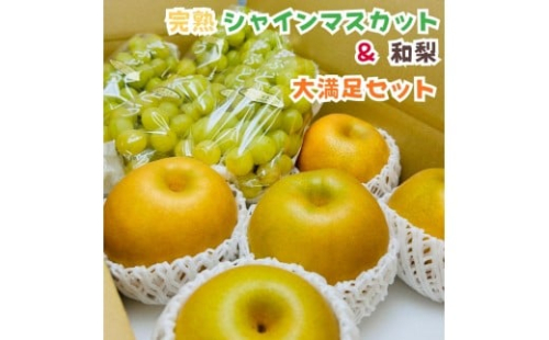 ［先行予約・2026年発送］朝採れ完熟シャインマスカットと和梨 大満足セット 約4kg 2361524 - 和歌山県有田川町