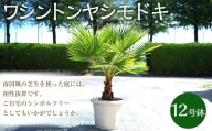 ワシントンヤシモドキ 12号 鉢 植物 ヤシ ヤシの木 ガーデニング お洒落 おしゃれ オシャレ 南国 鉢物 三重県 桑名市