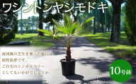 ワシントンヤシモドキ 10号鉢 鉢 植物 ヤシ ヤシの木 ガーデニング お洒落 おしゃれ オシャレ 南国 鉢物 三重県 桑名市
