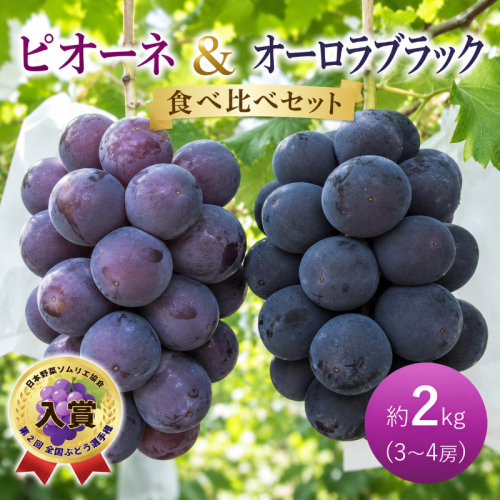 ぶどう ピオーネ オーロラブラック 約2kg 3～4房 食べ比べ セット 高梁市産 2027年 先行予約 葡萄 ブドウ うめづぶどう園 2362632 - 岡山県高梁市