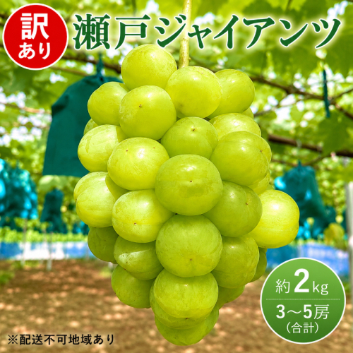 訳あり ぶどう 瀬戸ジャイアンツ 約2kg 3～5房 高梁市産 2027年 先行予約 化粧箱 葡萄 ブドウ うめづぶどう園 2362633 - 岡山県高梁市