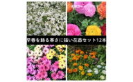 早春を飾る花苗セット＜3月発送＞12ポット【1625231】