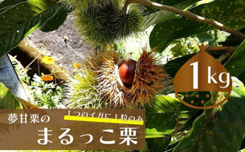 【ふるさと納税限定】＜2026年10月中旬以降発送＞ 夢甘栗 まるっこ栗 秀品 高級生栗 約1kg 　事前予約受付中 2362686 - 高知県佐川町