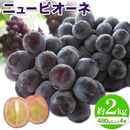 【2026年先行予約】ニューピオーネ 1房480g以上 約2kg 4房 株式会社山博《2026年8月下旬-10月上旬頃出荷》岡山県 笠岡市 ぶどう フルーツ 旬 果物 国産 岡山県産 送料無料 【配送不可地域あり】 2365436 - 岡山県笠岡市