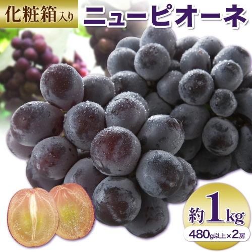 【2026年先行予約】ニューピオーネ 1房480g以上 約1kg 2房 化粧箱入り 株式会社山博《2026年8月下旬-10月上旬頃出荷》岡山県 笠岡市 ぶどう フルーツ ギフト 贈答用 旬 果物 国産 岡山県産 送料無料 【配送不可地域あり】 2365440 - 岡山県笠岡市
