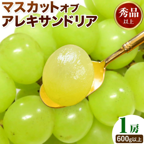 【2026年先行予約】マスカット オブ アレキサンドリア 1房(1房600g以上) 秀品以上 化粧箱入 株式会社山博(中本青果)《2026年7月中旬-8月中旬頃出荷》岡山県 笠岡市 ぶどう マスカット 秀品 果物 送料無料【配送不可地域あり】 2365526 - 岡山県笠岡市