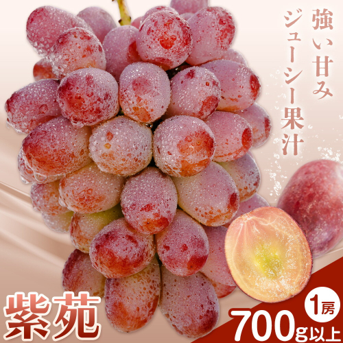 【2026年先行予約】ぶどう 紫苑 しえん フルーツ 700g以上 1房 化粧箱入り 株式会社山博《2026年10月下旬-11月下旬頃出荷》岡山県 笠岡市 送料無料 ブドウ 果物 旬 国産 岡山県産【配送不可地域あり】  2365527 - 岡山県笠岡市