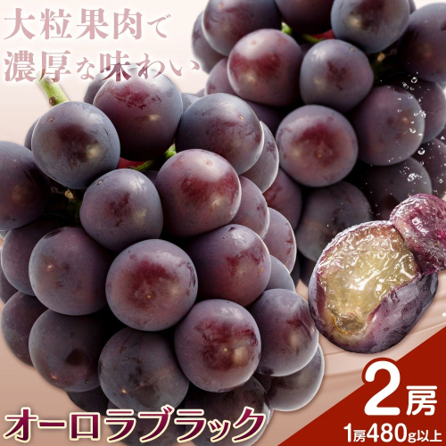 【2026年先行予約】ぶどう オーロラブラック フルーツ 2房 (1房480g以上) 化粧箱入り 株式会社山博《2026年8月下旬-9月下旬頃出荷》岡山県 笠岡市 送料無料 ブドウ 大粒 種なし 種無 贈答 果物 旬 国産 岡山県産【配送不可地域あり】 2365528 - 岡山県笠岡市