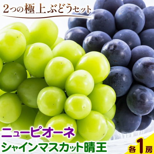 【2026年先行予約】ぶどう 詰合 ニューピオーネ1房(1房480g以上) シャインマスカット 晴王 1房(1房480g以上) 化粧箱入り 株式会社山博《2026年8月下旬-10月上旬頃出荷》岡山県 笠岡市 フルーツ 果物 葡萄 マスカット お取り寄せ【配送不可地域あり】 2365532 - 岡山県笠岡市