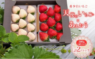 いちご 『先行予約』[2026年1月上旬以降お届け] 天使のいちご 大粒白いちご 280g×1p 厳選あまおうDX 280g×1p 計2パック 560g フルーツ いちご 苺 イチゴ 果物 デザート 福岡県 小郡市 福田ファーム ※配送不可:沖縄、離島