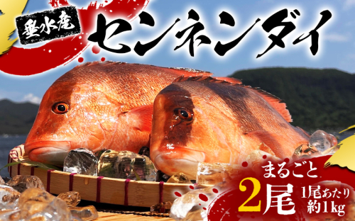 E5-7701／センネンダイ 丸ごと 2尾（内臓処理なし・1尾あたり約1kg） 2367930 - 鹿児島県垂水市