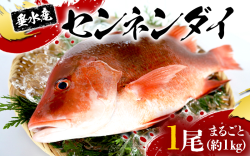 C3-7702／センネンダイ 丸ごと 1尾（内臓処理なし・約1kg） 2367935 - 鹿児島県垂水市