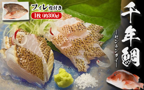 B2-7701／康秀の千年鯛 フィレ 皮つき 1枚（約300g） 2367938 - 鹿児島県垂水市