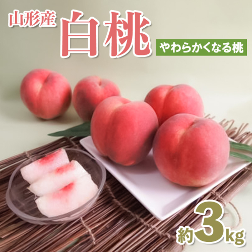 山形産 白桃約3kg(7～11玉) (やわらかくなる桃) 【令和8年産先行予約】FS25-081 2368169 - 山形県山形市