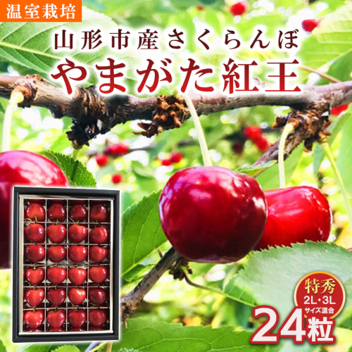 山形市産 さくらんぼ 温室栽培【やまがた紅王 特秀品】2L・3L混合 24粒【令和8年産先行予約】FS25-094 2368288 - 山形県山形市