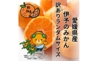 訳あり 伊予のみかん 約3kg サイズミックス ランダム 【2025年11月下旬から順次発送予定】 みかん 愛媛県産 数量限定 先行予約 柑橘 伊予市｜B505
