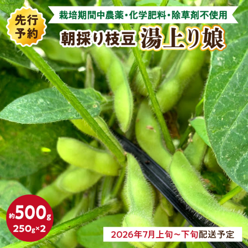【先行予約／数量限定40】朝採り枝豆（湯上り娘）500g（250g×2パック）（栽培期間中農薬・化学肥料・除草剤不使用）（2026年7月上旬～発送）
 2368472 - 京都府京丹後市