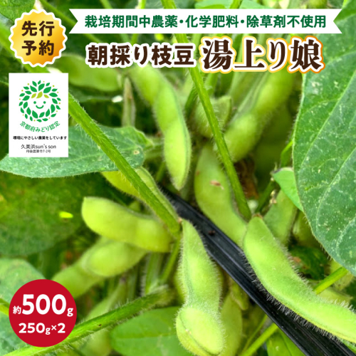 【数量限定】朝採り枝豆（湯上り娘）500g（250g×2パック）（栽培期間中農薬・化学肥料・除草剤不使用）（2027年7月上旬～発送） おつまみ 農家応援 京都産 えだまめ 朝採れ 農家直送
 2368472 - 京都府京丹後市