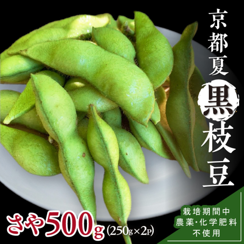 【先行予約／数量限定40】京都夏黒枝豆さや 500g（250g×2パック）（2026年7月中旬～発送）
 2368474 - 京都府京丹後市