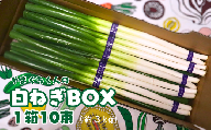 やまぐちくんの白ねぎBOX (AF1-3)
