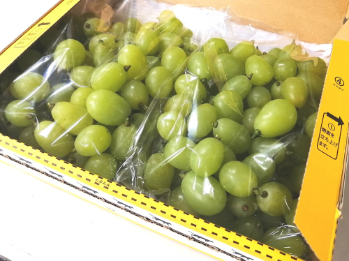 糖度18度以上 粒詰めシャインマスカット1kg（粒 500g × 2） ※規格外品も含みます シャインマスカット シャイン 葡萄 ぶどう ブドウ フルーツ くだもの 果物 家庭用 ワケアリ 訳あり わけあり 三重県 多気町 TD-07 23703 - 三重県多気町