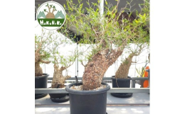 【ふるさと納税】オペルクリカリア・パキプス「塊根植物の王様」(発根管理済) Z6｜観葉植物 コーデックス 盆栽 鉢植え インテリア ハコネ