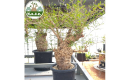 【ふるさと納税】オペルクリカリア・パキプス「塊根植物の王様」(発根管理済) Z8｜観葉植物 コーデックス 盆栽 鉢植え インテリア ハコネ