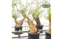 【ふるさと納税】オペルクリカリア・パキプス「塊根植物の王様」(発根管理済) Z11｜観葉植物 コーデックス 盆栽 鉢植え インテリア ハコ