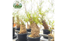 【ふるさと納税】オペルクリカリア・パキプス「塊根植物の王様」(発根管理済) Z12｜観葉植物 コーデックス 盆栽 鉢植え インテリア ハコ