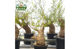 【ふるさと納税】オペルクリカリア・パキプス「塊根植物の王様」(発根管理済) Z13｜観葉植物 コーデックス 盆栽 鉢植え インテリア ハコ