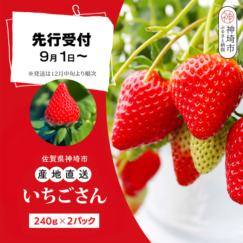 【先行受付 令和7年12月中旬より発送】【農家直送】いちごさん240g×2パック【佐賀県産 国産 人気 いちご おいしい スイーツ 果物 ブランド 】(H124101) 2370709 - 佐賀県神埼市