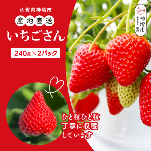 【先行受付 令和8年12月中旬より発送】【農家直送】いちごさん240g×2パック【佐賀県産 国産 人気 いちご おいしい スイーツ 果物 ブランド 】(H124101) 2370709 - 佐賀県神埼市