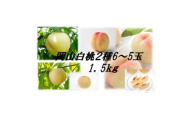 岡山白桃食べ比べ　晩生種2種5～6玉【1684889】