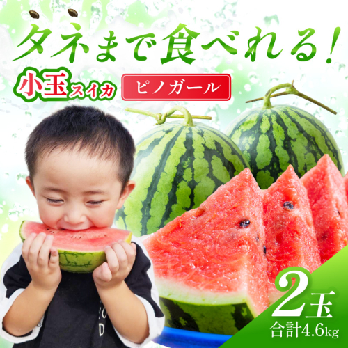 選び抜いた！小玉すいか ピノガール 2L 2玉《先行予約》2026年6月上旬から順次発送予定【 配送不可地域：北海道・沖縄・離島】 2372814 - 和歌山県御坊市