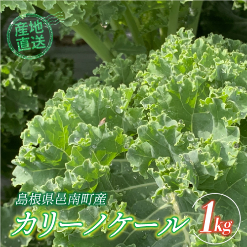 カリーノケール1kg　6月よりお届け 2372902 - 島根県邑南町
