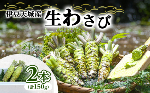 伊豆天城産 生わさび 2本 計150g 調味料 薬味 わさび 山葵 生山葵 ワサビ 生ワサビ 刺身 寿司 新鮮 河津町産 静岡県産 2374127 - 静岡県河津町