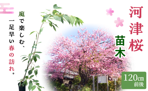 苗 河津桜 苗木 120cm前後 桜 花 植物 カンヒザクラ ハヤザキシマサクラ 河津川 ピンク 河津町 静岡県 2374129 - 静岡県河津町