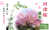 苗 河津桜 苗木 120cm前後 桜 花 植物 カンヒザクラ ハヤザキシマサクラ 河津川 ピンク 河津町 静岡県