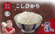 栃木県産こしひかり 5kg | お米 米 こめ ご飯 美味しい ふるさと 栃木県 矢板市 [栃木県共通返礼品] ブランド米