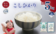 [定期便3回]栃木県産こしひかり 5kg | お米 米 こめ ご飯 美味しい ふるさと 栃木県 矢板市 [栃木県共通返礼品] ブランド米