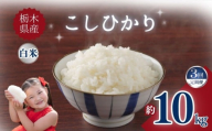 [定期便3回]栃木県産こしひかり 10kg | お米 米 こめ ご飯 美味しい ふるさと 栃木県 矢板市 [栃木県共通返礼品] ブランド米