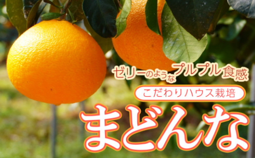 先行予約 まどんな 5kg 20000円 愛果28号 紅まどんな と 同品種 あいか アイカ 高級 人気 ブランド 柑橘 果物 フルーツ ハウス栽培 施設栽培 ギフト プレゼント 数量限定 期間限定 産地直送 国産 農家直送 特産品 お取り寄せ みかん mikan 蜜柑 みかん ミカン マドンナ スマイルカット 甘い おいしい ゼリー ぷるぷる 前田ファーム 愛南町 愛媛県 2374586 - 愛媛県愛南町